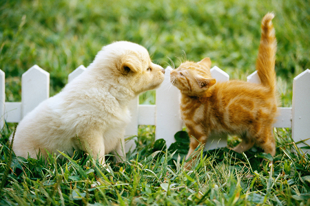 செல்லப்பிராணி ஆரோக்கியத்திற்காக நம்பகமான டாக்ஸோபிளாஸ்மா கோண்டி ஆன்டிஜென் (டாக்ஸோ ஏஜி) சோதனை கருவியைத் தொடங்குகிறது