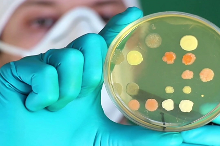 பாபியோ உணவு மற்றும் நீர் பரிசோதனைக்காக உயர்தர அற்புதமான பச்சை லாக்டோஸ் பித்த குழம்பு தொடங்குகிறார்