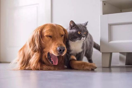 பாபியோ செல்லப்பிராணிகளில் விரைவான டோக்ஸோபிளாஸ்மா ஆன்டிபாடி கண்டறிதலுக்கான TOXO Ab சோதனை கருவியை அறிமுகப்படுத்துகிறது