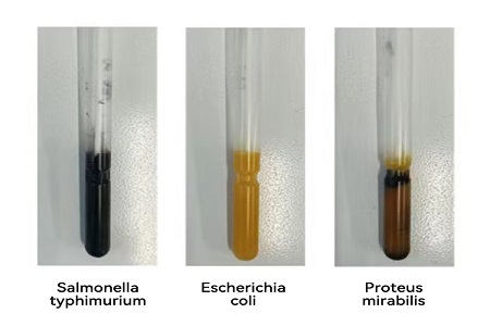 நம்பகமான உலகளாவிய நுண்ணுயிர் மாதிரி பரிமாற்றத்திற்காக BABIO உயர் செயல்திறன் போக்குவரத்து ஊடகத்தை (SS வகை) அறிமுகப்படுத்துகிறது