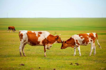 BABIO நவீன கால்நடை வளர்ப்பிற்காக அதிக உணர்திறன் கொண்ட போவின் கர்ப்பம் விரைவான சோதனை கருவியை அறிமுகப்படுத்துகிறது