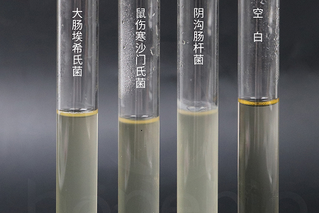 பாபியோ பயோடெக்னாலஜி நம்பகமான நுண்ணுயிர் வளர்ப்பிற்காக உயர் செயல்திறன் கொண்ட மூளை இதய உட்செலுத்துதல் குழம்பு அறிமுகப்படுத்துகிறது