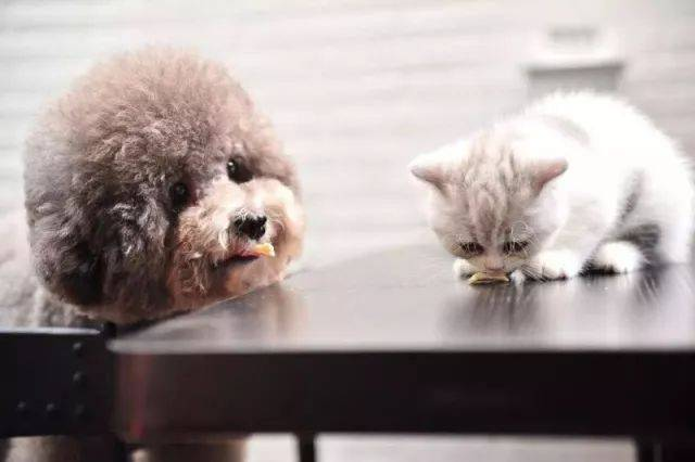 பாபியோ பயோடெக் துல்லியமான நோயறிதலுக்கான மேம்பட்ட செல்லப்பிராணி சோதனை கருவியை அறிமுகப்படுத்துகிறது